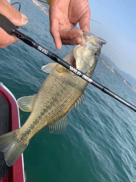 3月22日琵琶湖ガイドは7年ぶりにバス釣りのゲスト様に釣らせてという常連様からの御依頼で頑張って頂きましたが？