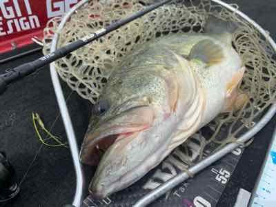9月11日琵琶湖ガイドは顔出しNGゲスト様で僕の釣果のみですが53㎝頭に釣れてます！