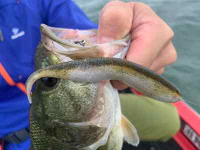 10月11日琵琶湖ガイドはGETNETジャスターフィッシュ2.5とGETNETジャスタースティックで数釣りとグッドサイズ！テキサスは・・・でした。
