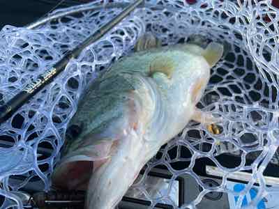 10月24日琵琶湖ガイドは数は釣れてもサイズアップが難しい1日