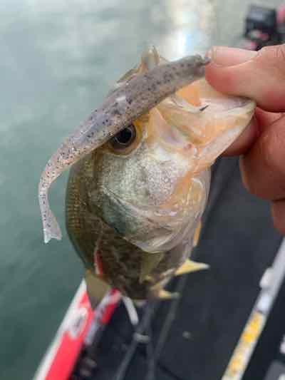（1日遅れ更新）11月6日の琵琶湖ガイドは釣りとウェイクサーフィンで琵琶湖をエンジョイ！