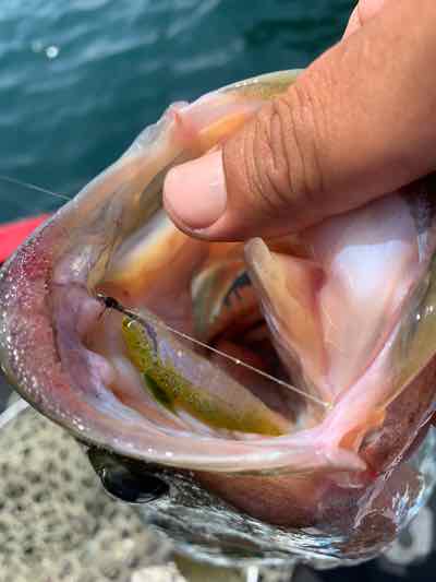 7月25日琵琶湖ガイド（1日遅れ更新）は違う魚に苦戦しながらもワイワイと夏の琵琶湖を満喫