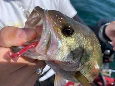 １0月14日琵琶湖ガイドはGETNETジャスターフィッシュ3.5のダウンショットで数釣りの中でもグッドサイズ！GETNETジャスターフホッグのテキサスでビッグ狙いでも50アップ！